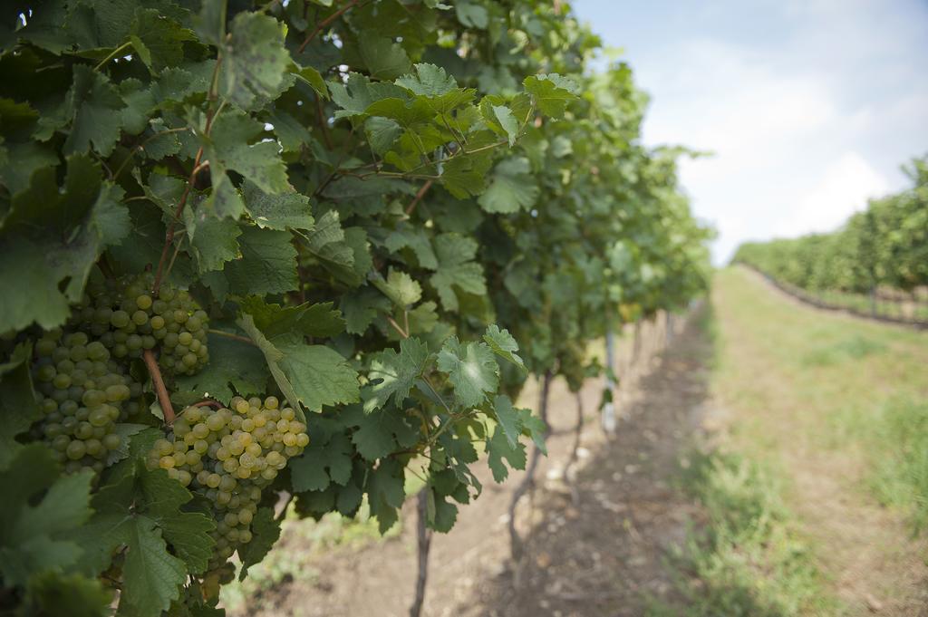 Отель Weingut Martinshof Sankt Ulrich  Экстерьер фото